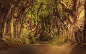 The Dark Hedges, Nordirland