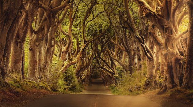 The Dark Hedges, Nordirland