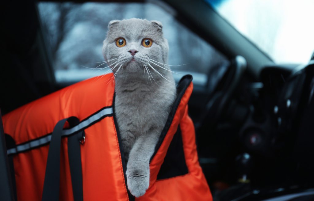 Katt på resa
