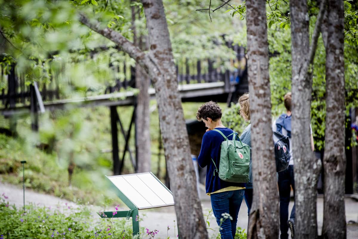 Ájtte fjällbotaniska trädgård | Foto: Carl-Johan Utsi