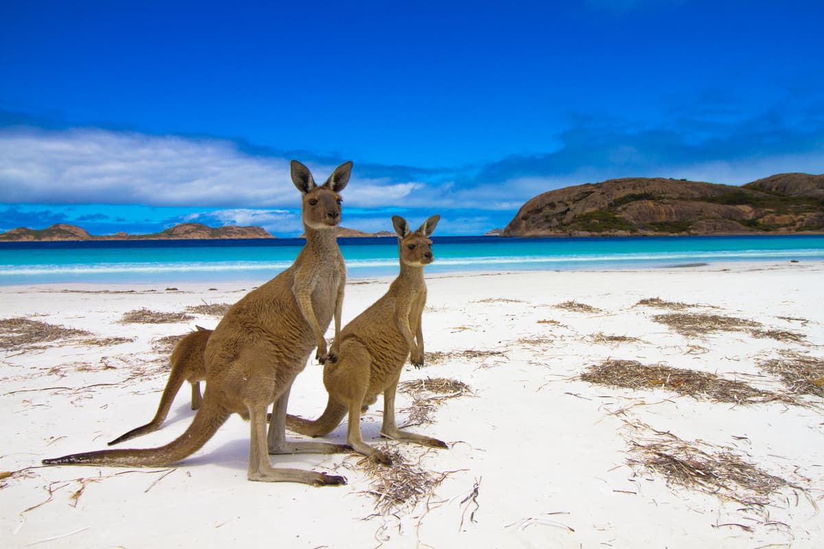 Kangaroo Island utanför Adelaide