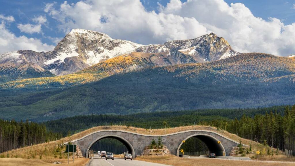 En ekodukt i Banff nationalpark