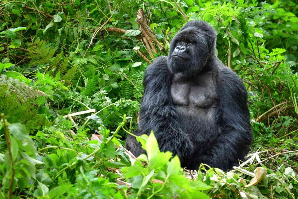En gorillahanne i djungeln