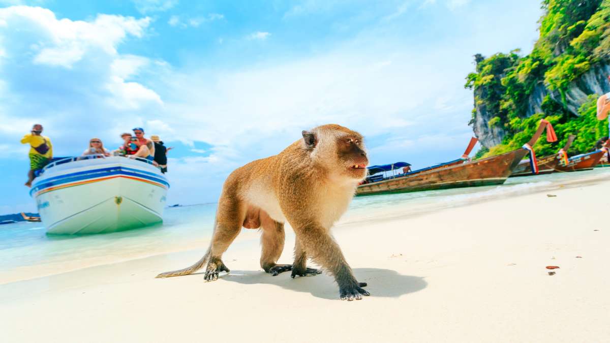 En apa på en strand på en Phi Phi-ö