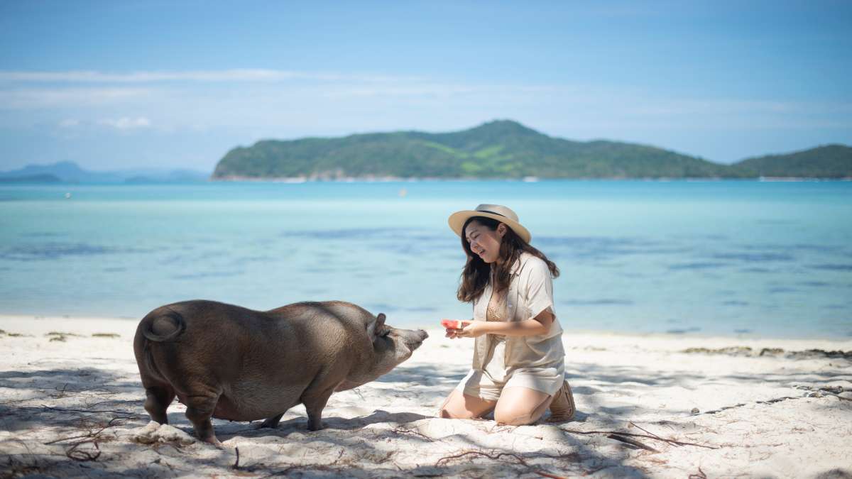 En kvinna matar en gris med melon på Pig Beach