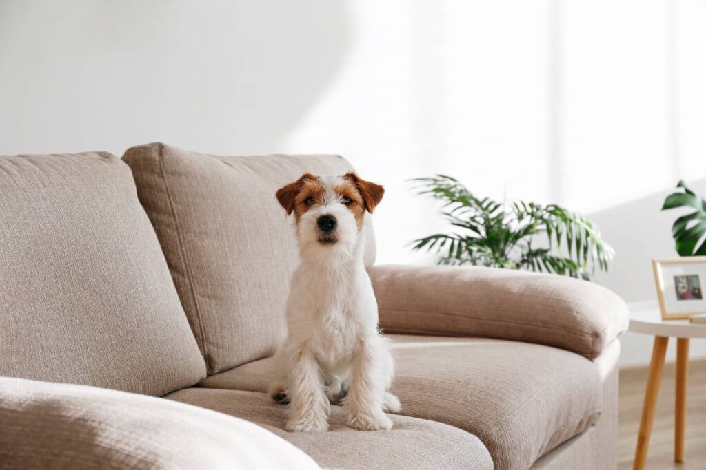 En hund på en soffa: ibland kan det ingår att ta hand om ett husdjur