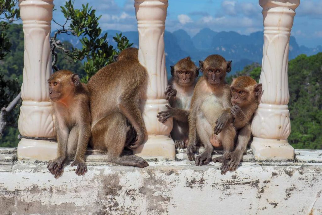 Apor vid ett tempel i Krabi